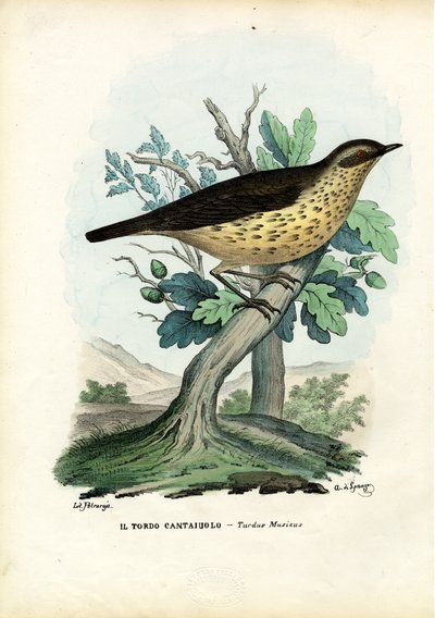 Zorzal, 1863-79 de Raimundo Petraroja